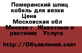 Померанский шпиц кобель для вязки › Цена ­ 5 000 - Московская обл., Москва г. Животные и растения » Услуги   